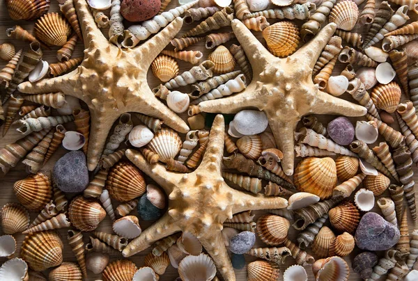 Background of sea shells and starfish — Stock Photo, Image