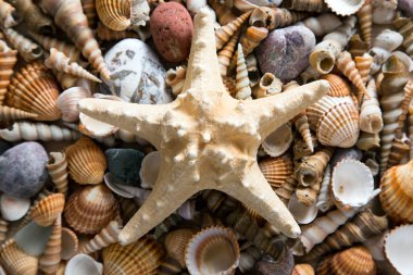 Arka plan deniz kabukları ve deniz yıldızı