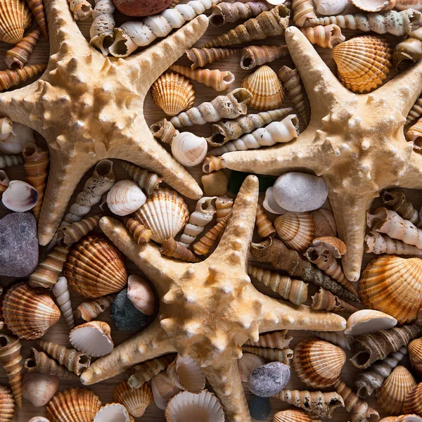 Hintergrund von Muscheln und Seesternen — Stockfoto