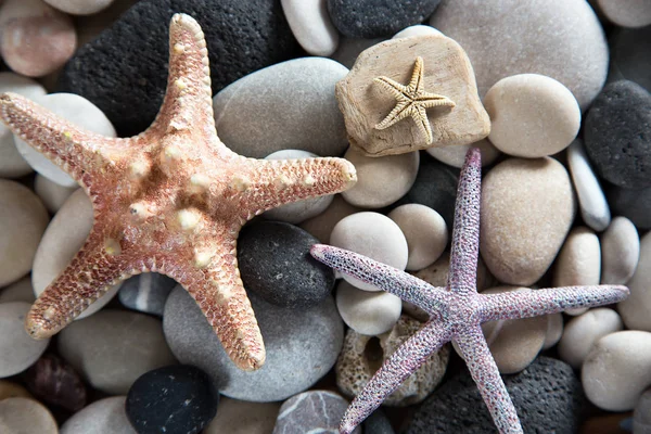 Latar belakang kerang laut dan bintang laut — Stok Foto