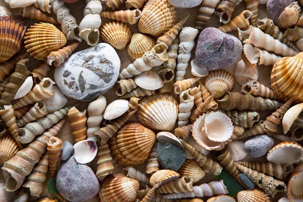 Hintergrund von Muscheln — Stockfoto