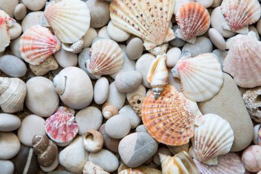 deniz kabuklarının arkaplanı