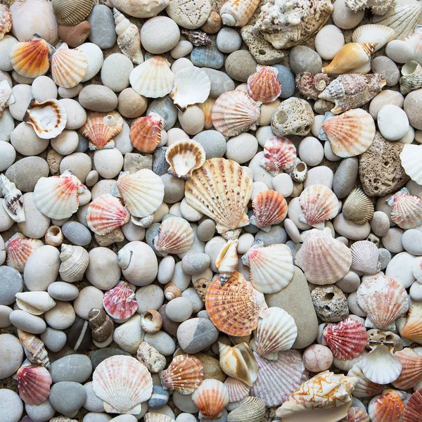 Hintergrund von Muscheln — Stockfoto