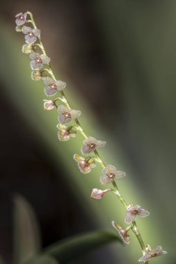 Odaklanmamış arkaplanı olan cüce orkideler