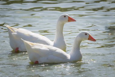 Polvoranca parkında yaban ördekleri ve ördekler