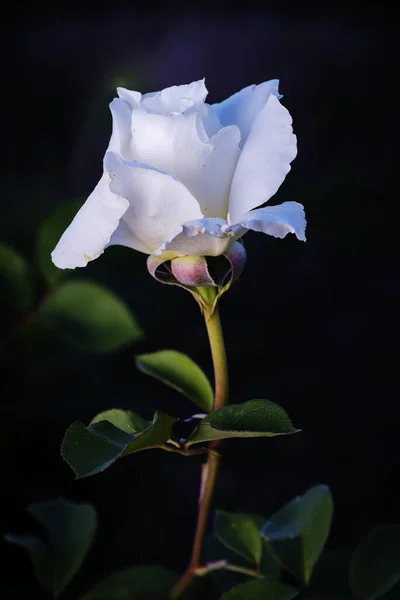 Detalle Completo Una Rosa Blanca —  Fotos de Stock