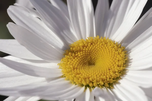 Fleurs Sauvages Dans Champ — Photo