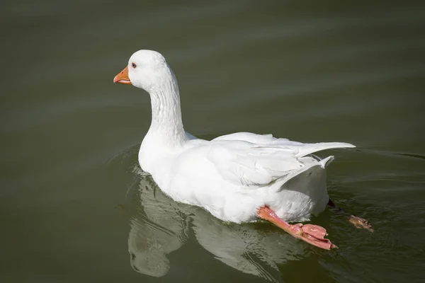 Mallards Kacsák Polvoranca Parkban — Stock Fotó