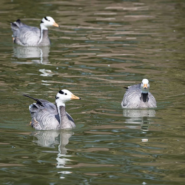 Mallards Ducks Park Polvoranca — Stock Photo, Image