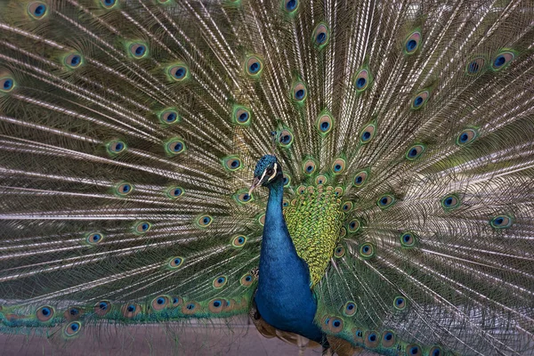 Peacock Taman Retiro — Stok Foto