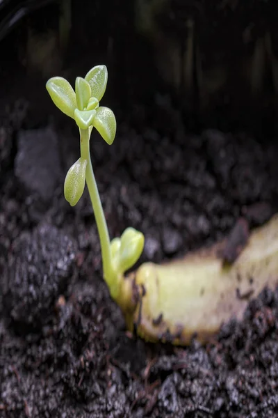 Gros Plan Sur Les Succulents Récoltés Dans Les Champs Montagne — Photo