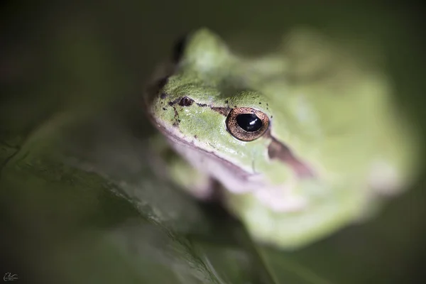 Hila Arborea Also Called Frog San Antn — Stok fotoğraf