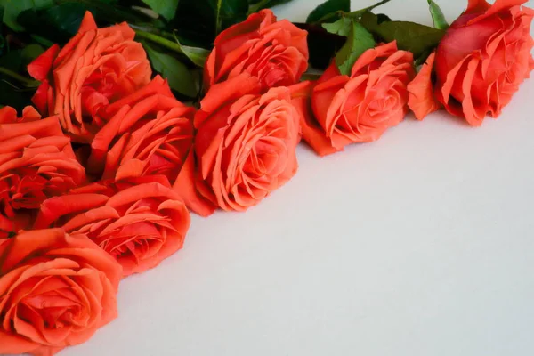 Rosas laranja no fundo claro, modelo para cartão de saudação — Fotografia de Stock