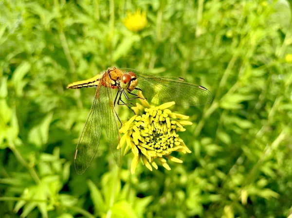 Libélula sobre flor amarilla en hierba verde —  Fotos de Stock