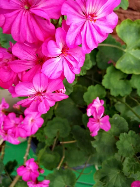 Pembe sardunya çiçeği, makro görünümü (dikey yönlendirme) — Stok fotoğraf