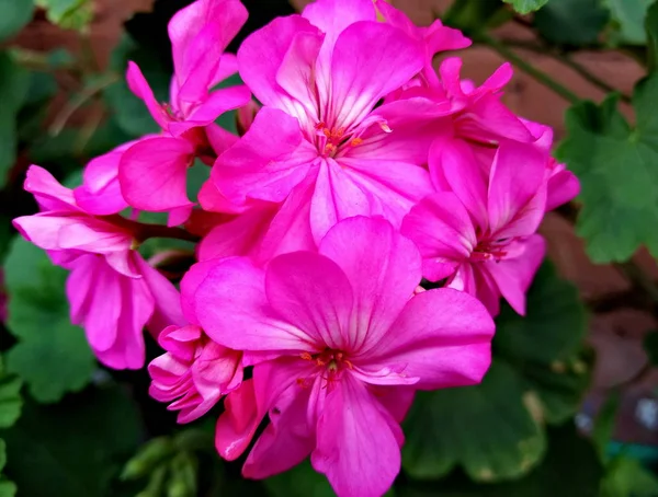 Pembe sardunya çiçeği, makro görünümü (dikey yönlendirme) — Stok fotoğraf