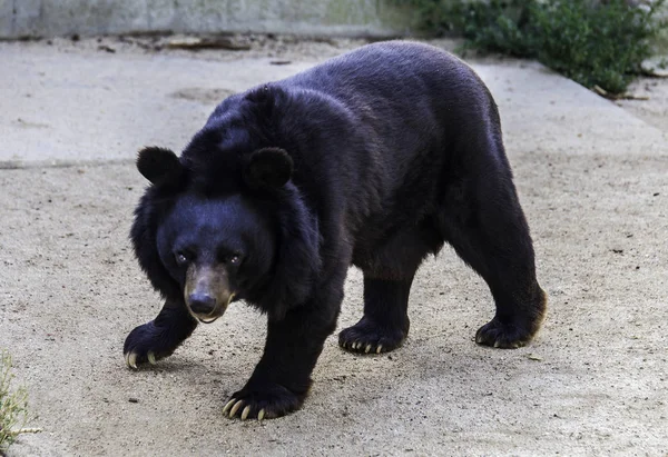 Убийственный Взгляд Азиатского Медведя — стоковое фото