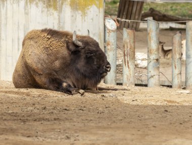 Bizon yemekten sonra kestiriyor.