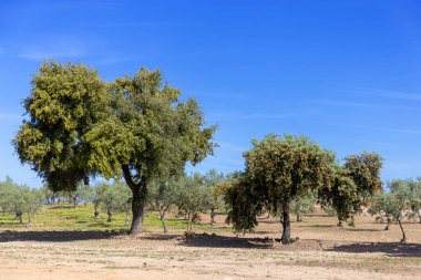Extremaduran platosunun kuzey kesiminde zeytin, meşe ve meşe ağaçları. Extemea bozkırının tipik manzarası, İspanya 'da