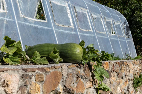 Taş bir duvarın üstünde ve plastik bir kreşin yanında büyüyen büyük bir balkabağı.