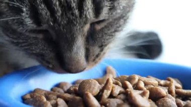 kedi closeup yiyor