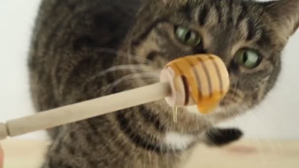 Cat eating honey. — Stock Video