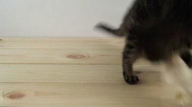 Aktif oyuncakla oynamak kedi