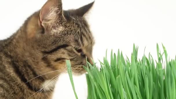 Kočka doma jíst čerstvé zelené trávy. Více video rámce. — Stock video