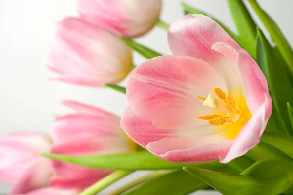 Schöne rosa Tulpen aus nächster Nähe — Stockfoto