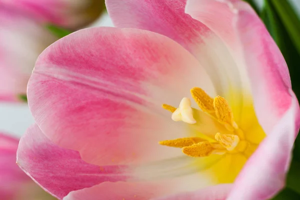 Vackra tulip närbild — Stockfoto