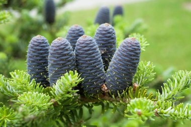 Mor koniler portre. Köknar Korece