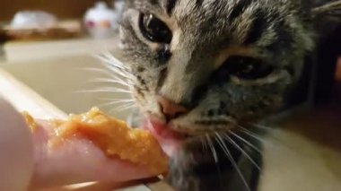 Evcil kedi sağlıklı yiyeceğin ne olduğunu bilir. Vejetaryen kedi elleriyle sebze püresi yiyor, yakın çekim. Kedi insan elinden yiyor..