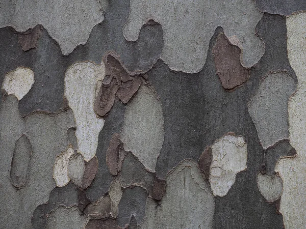Ağaç kabuğunda gri ve kahverengi farklı tonlarda yatay yuvarlak desenler