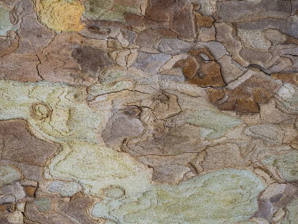 Ağaç kabuğundaki yatay görüntü desenleri yeşil, sarı ve kahverengidir.