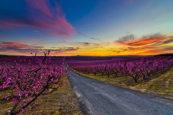 Gün batımında çiçek açan ağaçlar ile kırmızı gün doğumu arasındaki yol