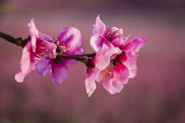 ピンク色の花を持つ木の背景がぼやけている木のピンクの花のクローズアップ — ストック写真