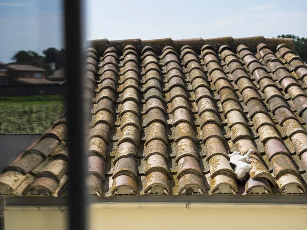 Siyah ve beyaz kedi eski bir kiremit çatıda uyuyor ve pencerenin sol tarafında yansıyor.