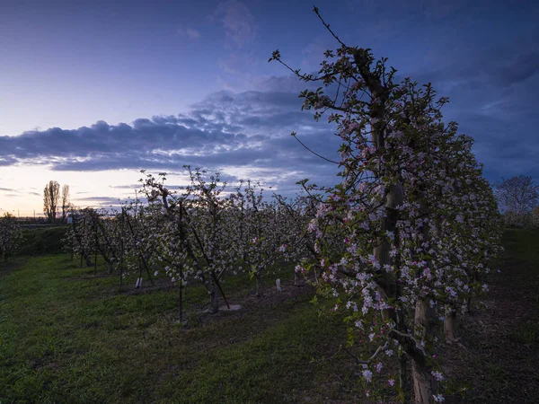 単独で 夕日の薄暗い光を見つめている果樹の開花の行 — ストック写真