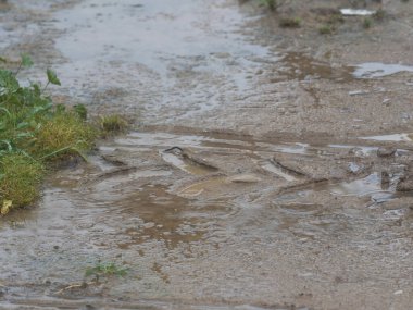 Yere düşen damlalar ve traktör tekerleği ayak iziyle çimenler.