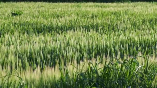 Paisagem Vento Soprando Grama Verde Pássaro Voador — Vídeo de Stock