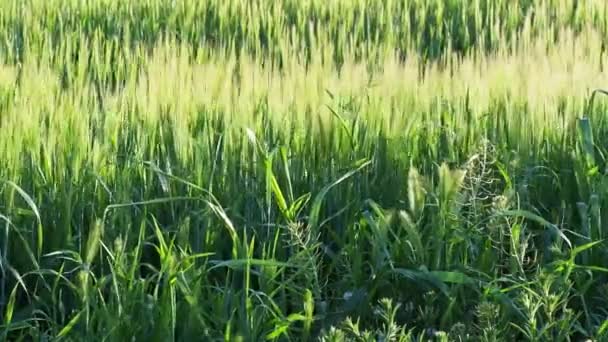 Paisagem Espinhos Trigo Grama Muito Verde Movimento Vento — Vídeo de Stock