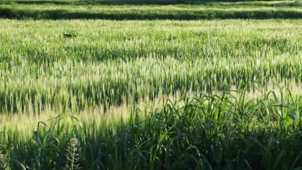 Пейзаж Дуже Зелених Шипів Пшениці Русі Вітру — стокове відео