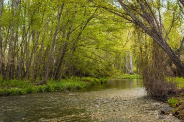 Çok gür bir ormana giren sığ bir nehrin görüntüsü.