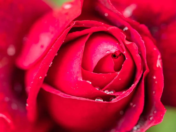 Горизонтальне Зображення Деталі Дуже Червоної Троянди Краплями Дощу — стокове фото