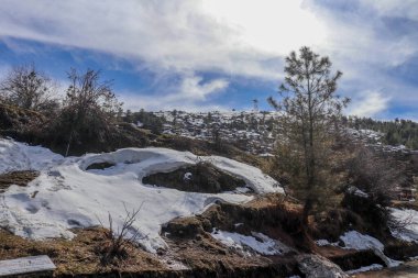 Karla kaplı dağlarda yeşil ağaç