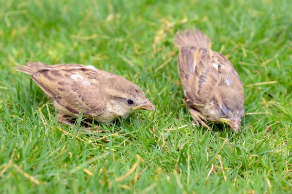 Two Sparrow Shitting Grass — Stockfoto