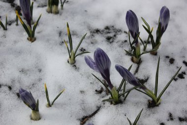 Fotoğraf doğanın bir görüntüsünü içeriyor. İlk baharda ilk çiçekler. Küçük beyaz timsahlar mor damarlarla kaplıdır. Timsah tomurcukları yarı kapalı. Timsahların etrafındaki zemin bir kar tabakasıyla kaplı..