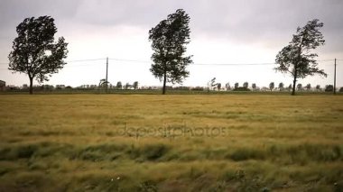 Ağaçlar ve rüzgarda buğday