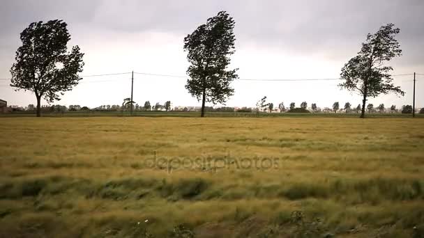 Trees and wheat blowing in the wind — Stock Video