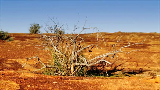 Desierto del interior australiano Clip De Vídeo